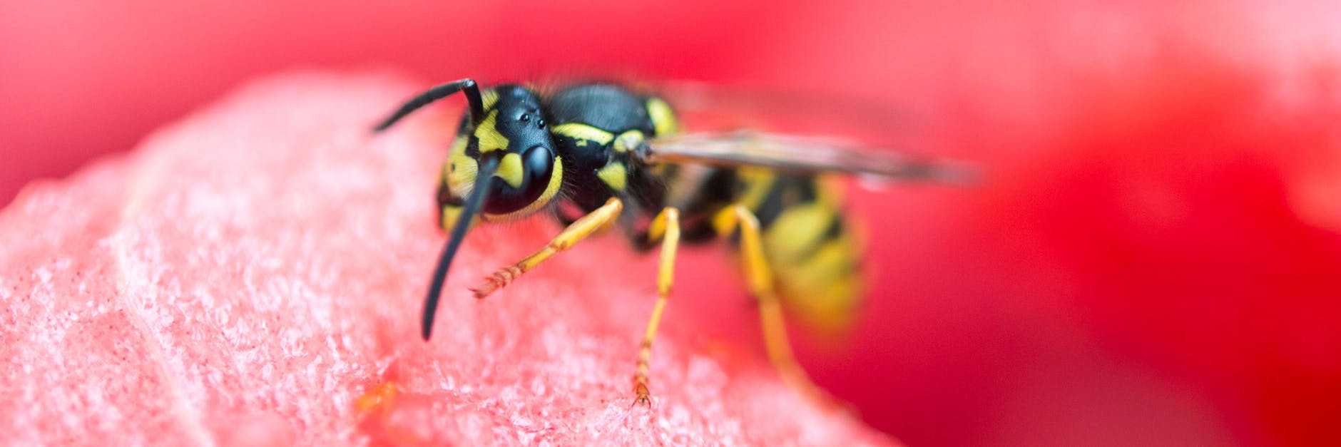 Wespen sind lästig, aber manchmal auch nützlich.