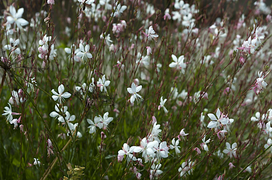 Die Prachtkerze&nbsp;(Gaura lindheimerii)