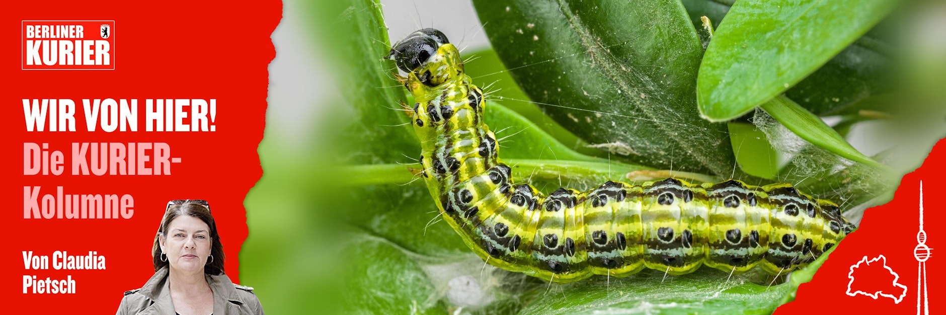Eine Raupe des Buchsbaumzünslers blickt unternehmungslustig von einem Blatt. Hinter ihr kann man das Gespinst sehen. 