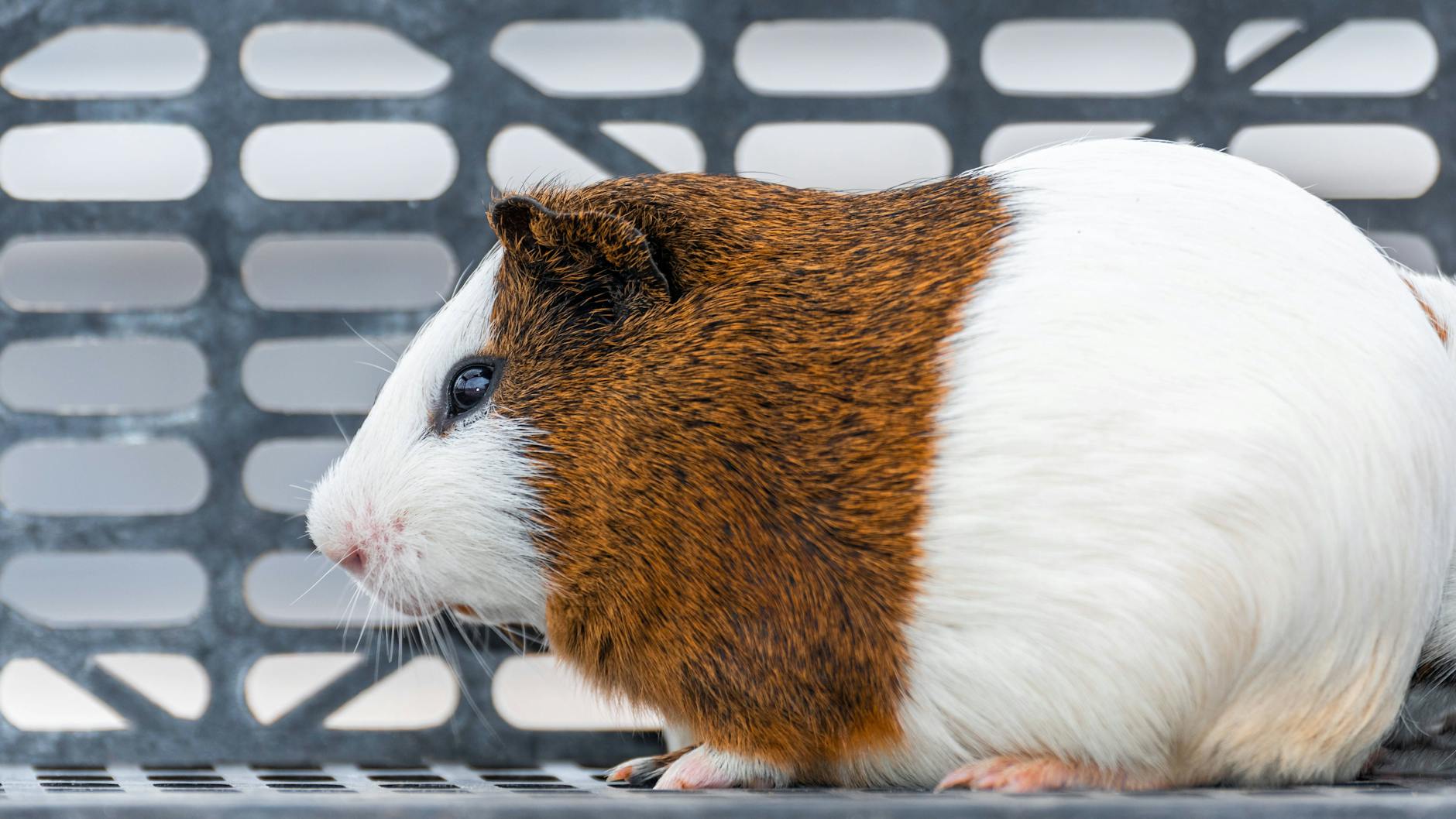 Ein wohlgenährtes Meerschweinchen (Symbolbild).