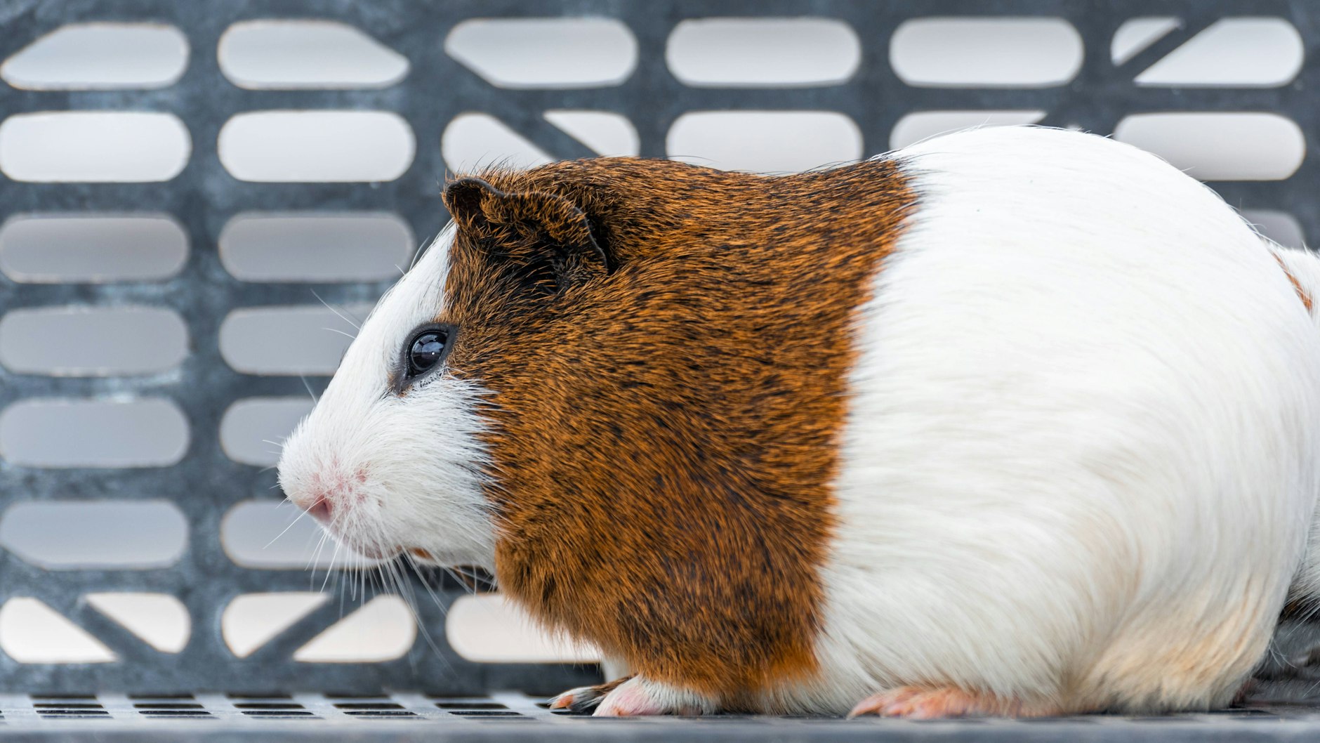 Ein wohlgenährtes Meerschweinchen (Symbolbild).