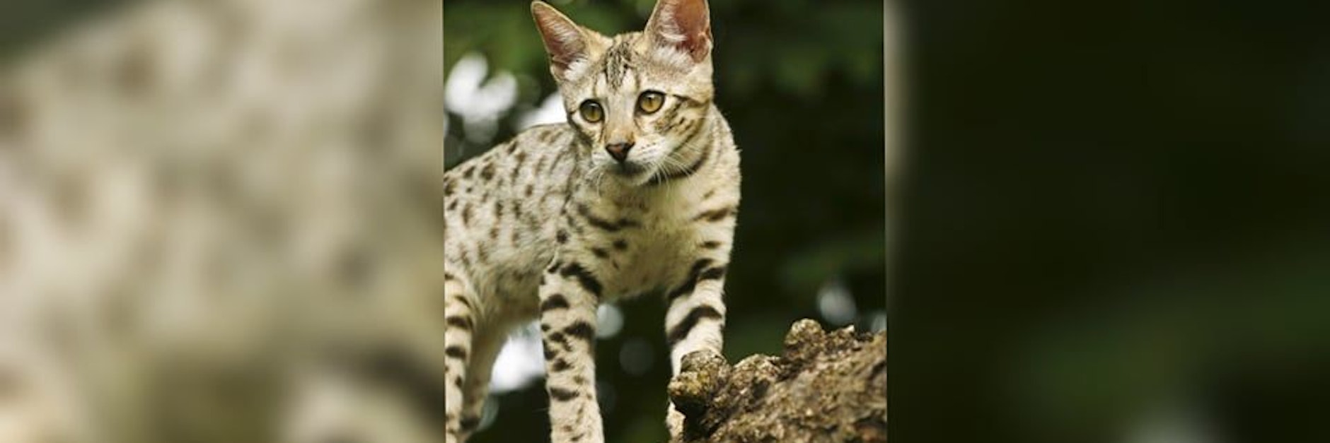 Eine solche Savannah-Katze hatte ein Paar aus Frankreich im Internet bestellt. Was sie bekamen, schockierte sie allerdings.