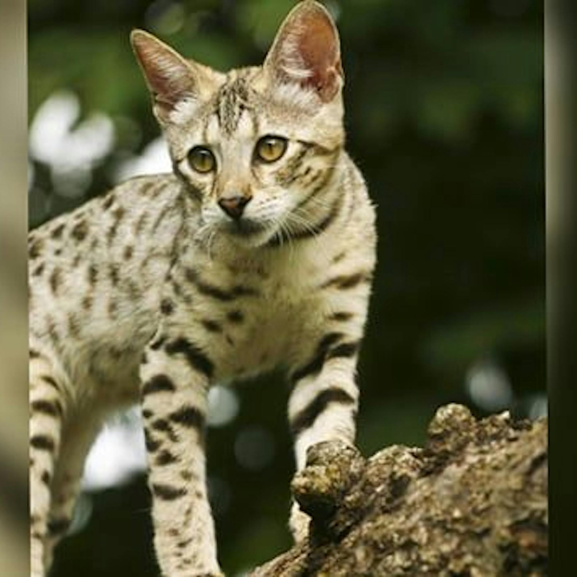 Paar bezahlt Tausende Euro für eine exotische Hauskatze – was die zwei bekommen, ist unfassbar