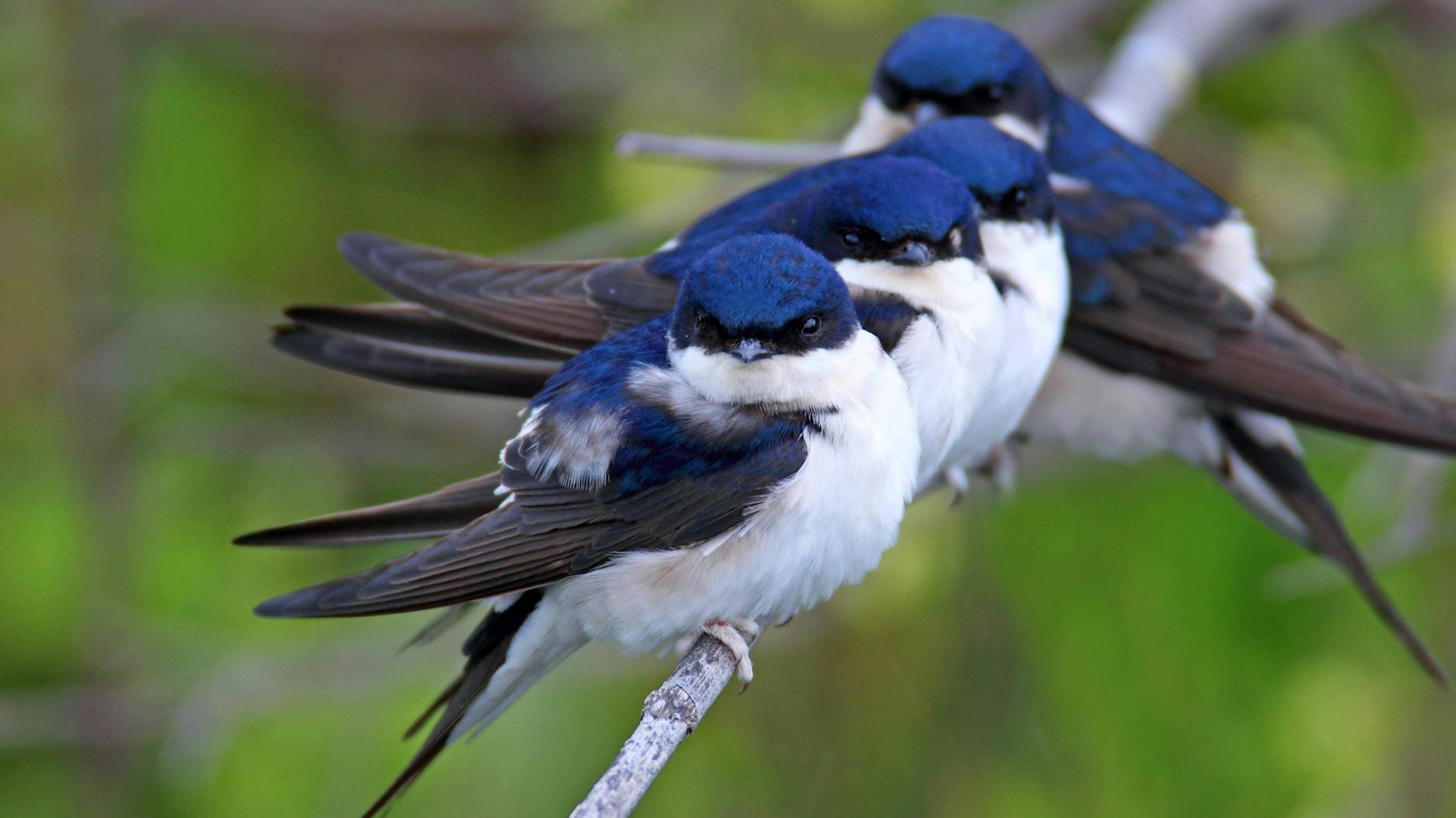 Eine Gruppe von gemütlich aufgeplusterten Mehlschwalben beim Chillen in der Sommerkühle.