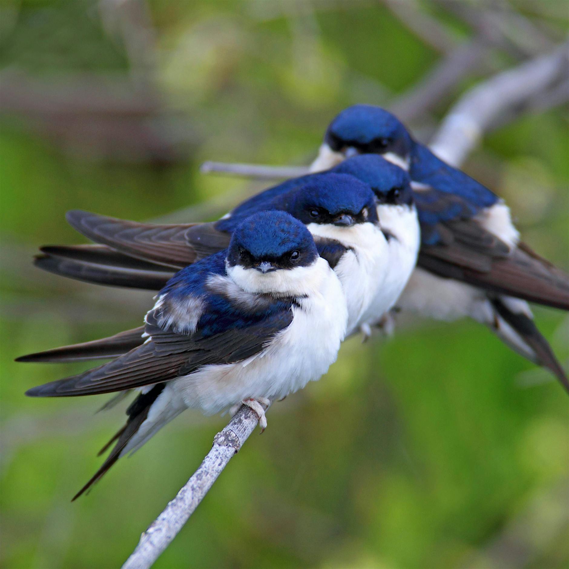 Vogelleben: Schwalben genießen das Dasein und töten Artgenossen