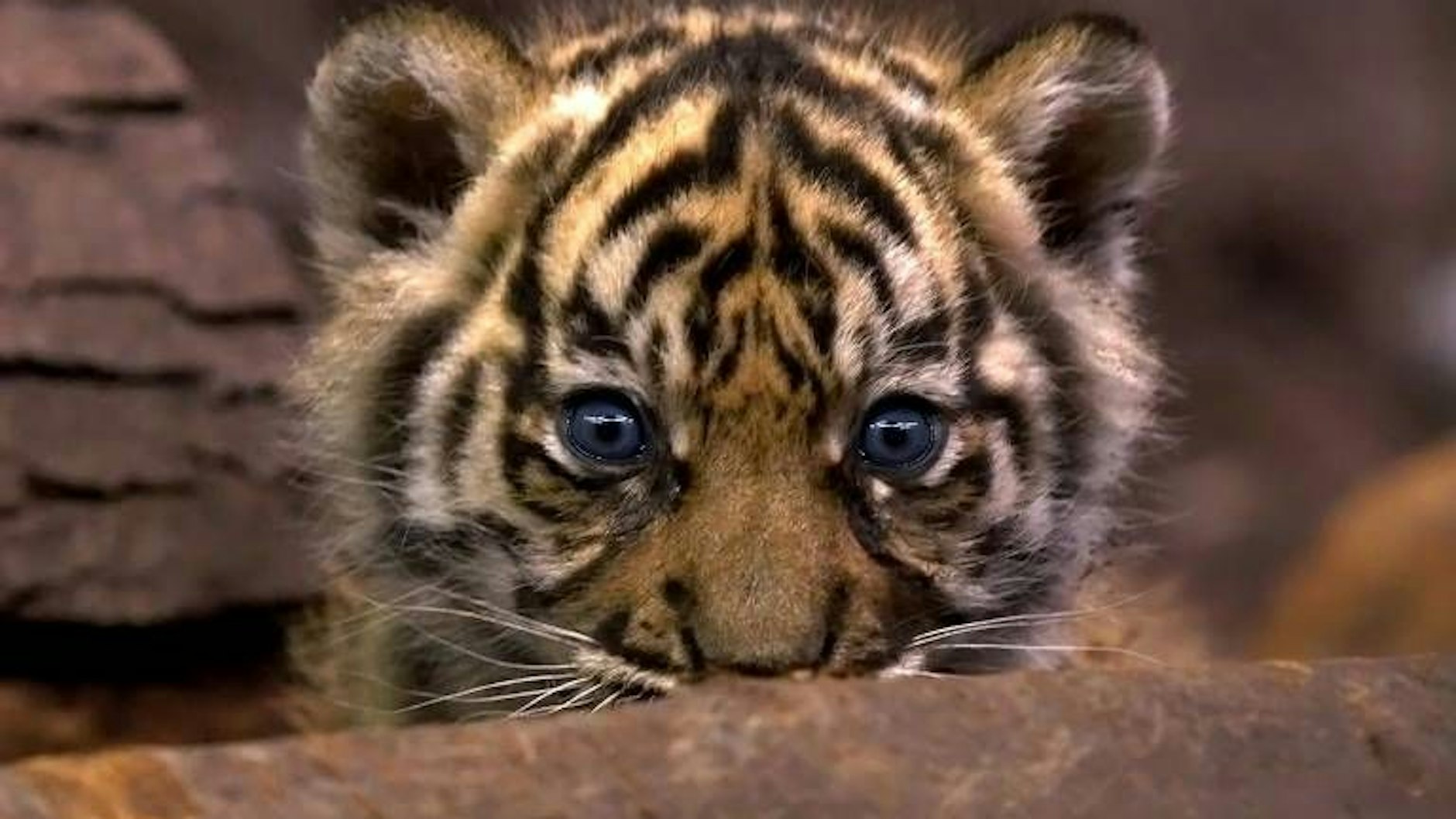 Statt der bestellten Katze bekam das Paar aus Frankreich solch ein Tiger-Baby geliefert.