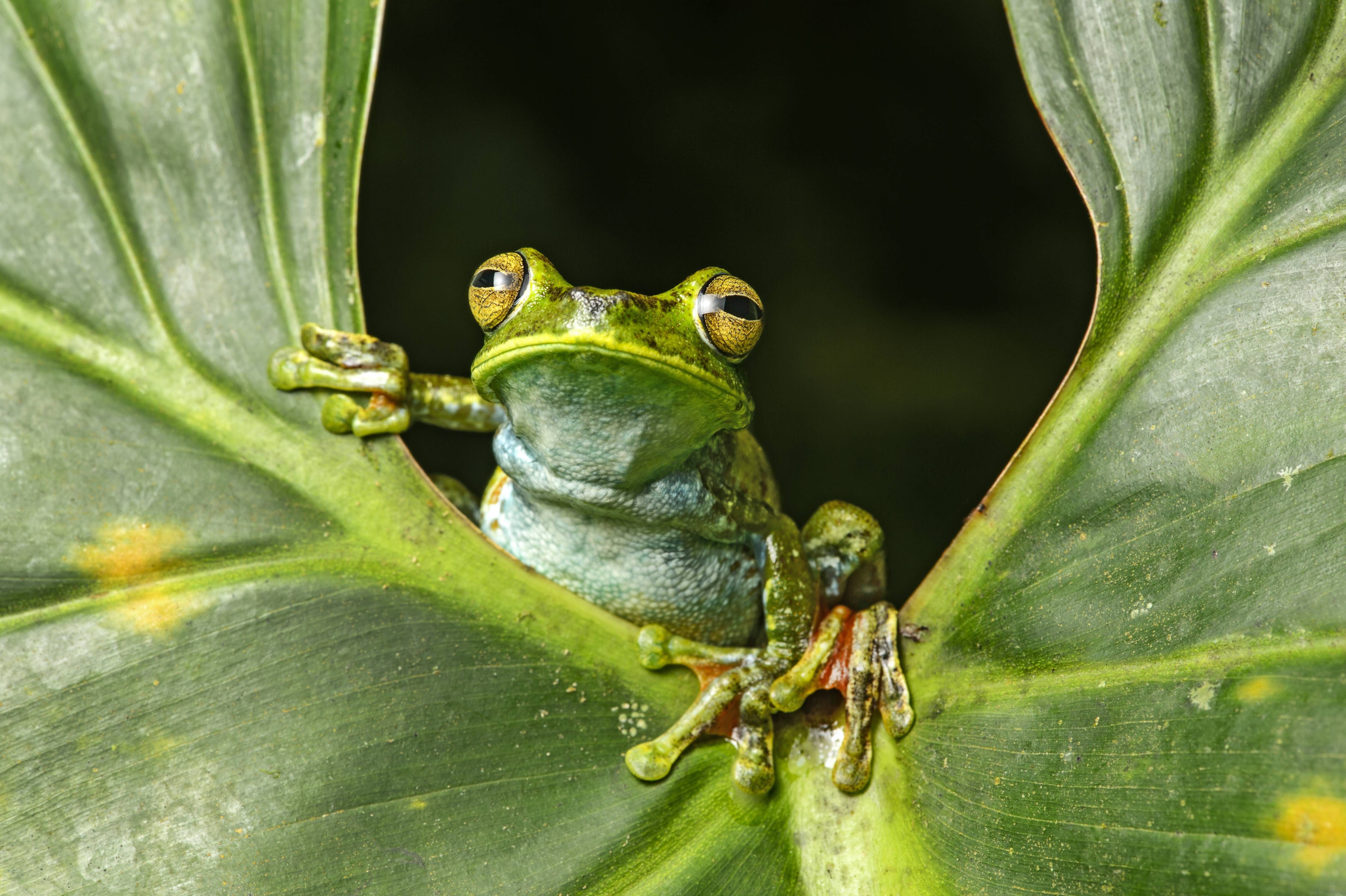 Sie dürfen den Frosch jetzt küssen! Dieser Coaching-Tipp wird Ihr Leben ändern