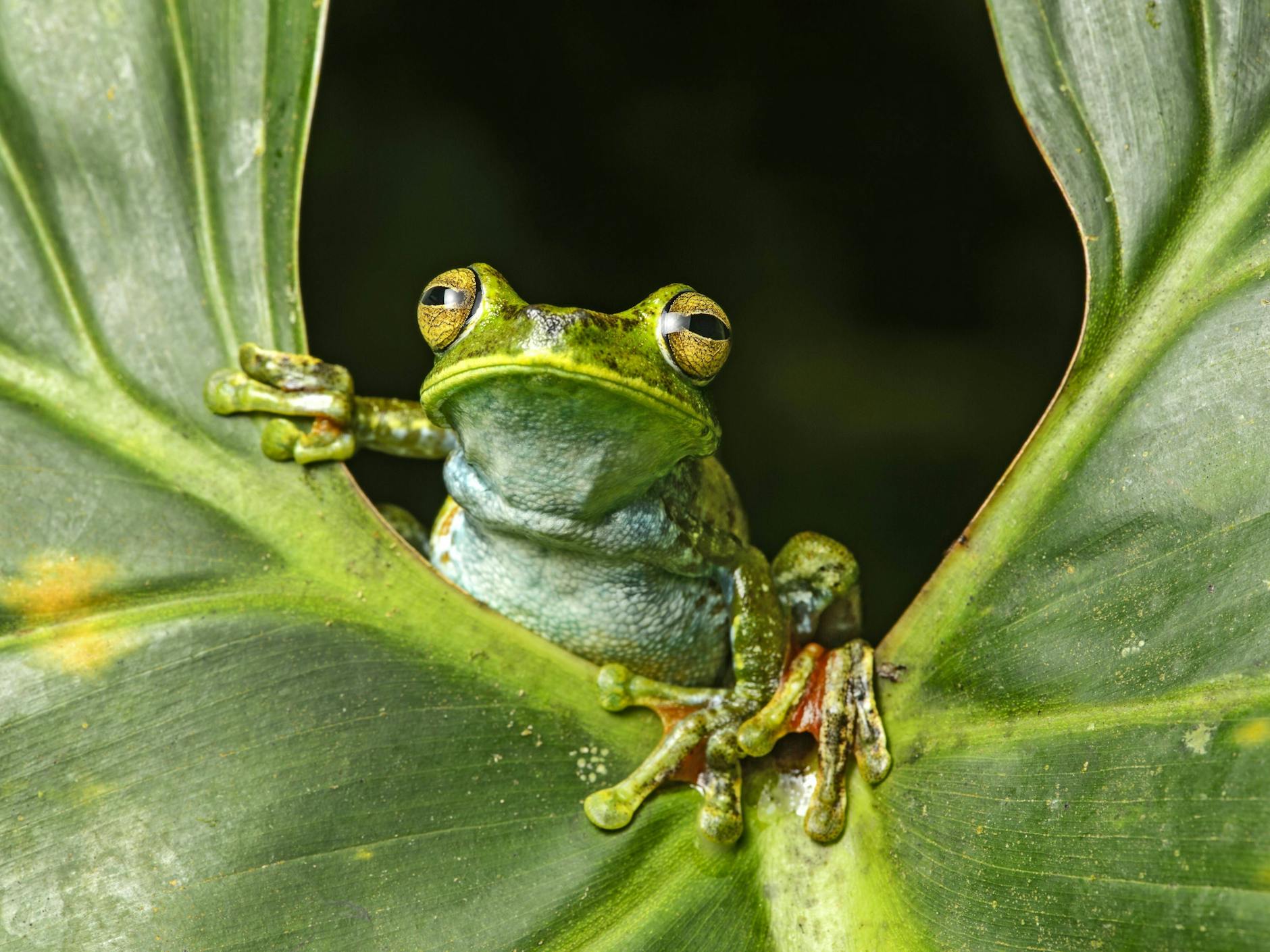 Da sitzt er und hat ein Geschenk für Sie dabei: ein Palmen-Laubfrosch aus der Baumfrosch-Familie.
