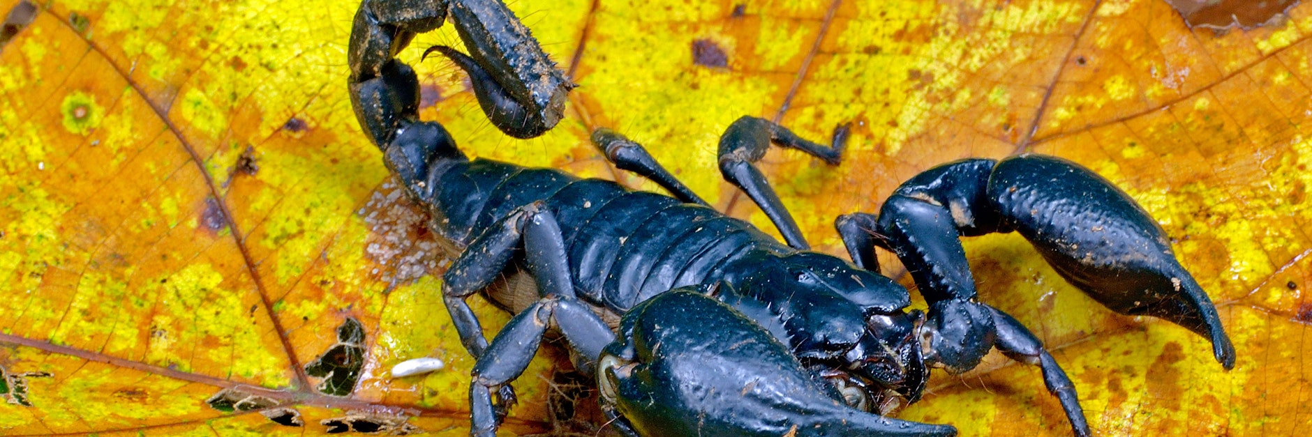 Skorpion (Symbolbild)