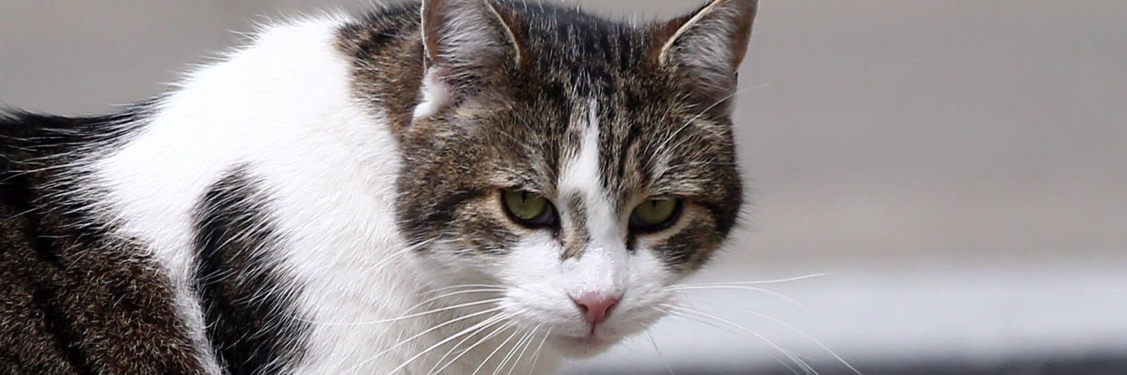 Ein Katzenhasser wurde jetzt in England verurteilt. Er hatte zahlreiche Tiere erstochen (Symbolbild).