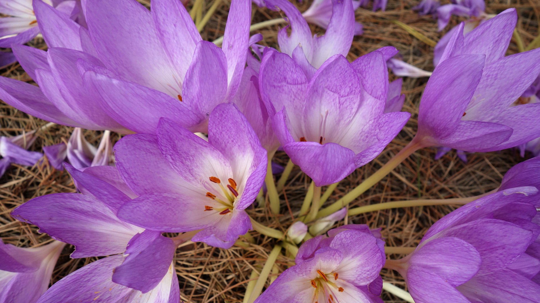 Die Blüten der Herbstzeitlosen. 