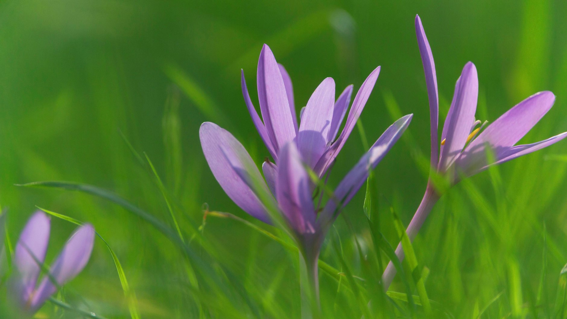 Blumen, wie beispielsweise Herbstzeitlose, kommen erst im August in die Erde.&nbsp;
