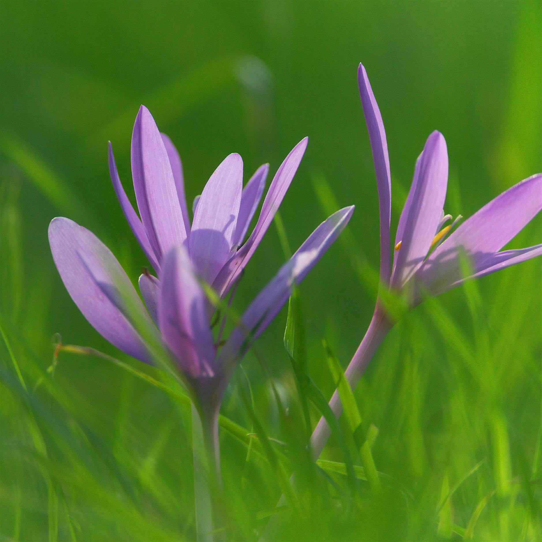 Späte Blüte: Diese Schönheit sollten Sie jetzt pflanzen