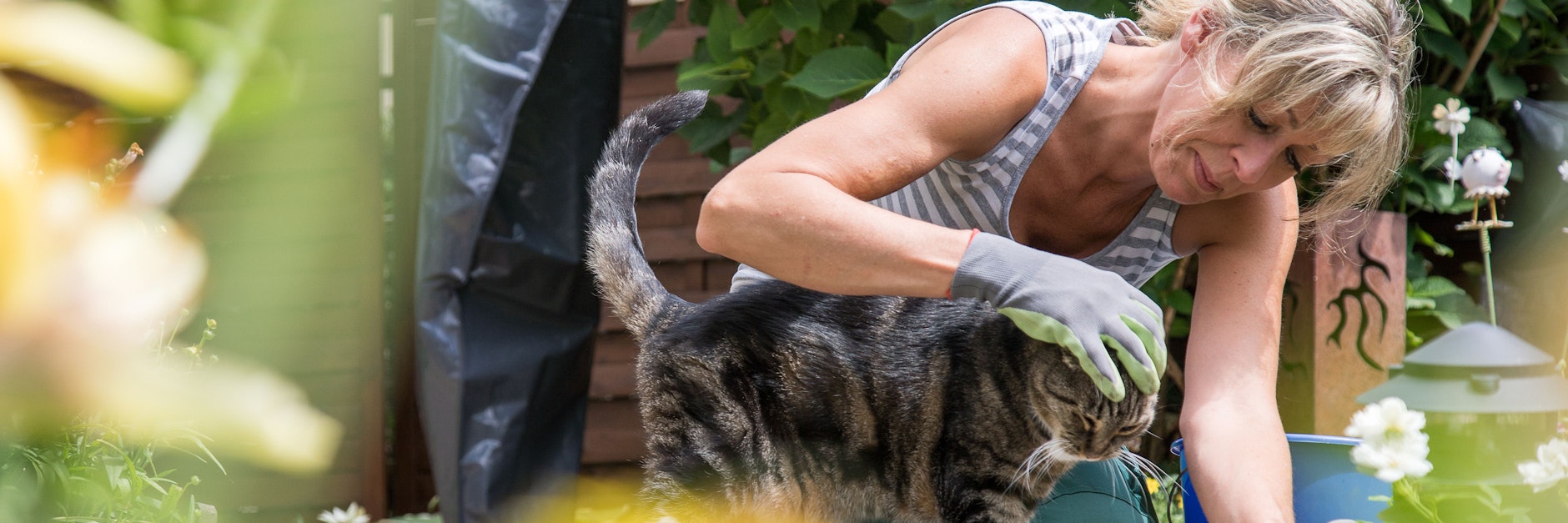 Wo viele Blumen blühen, kann auch die Katze von Bienen, Hummeln oder Wespen gestochen werden.