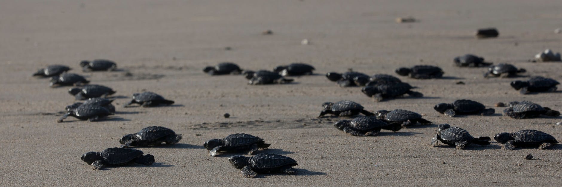 Geschlüpfte Schildkröten auf ihrem Weg ins Meer. Dort werden sie sich auch von Plastik ernähren.