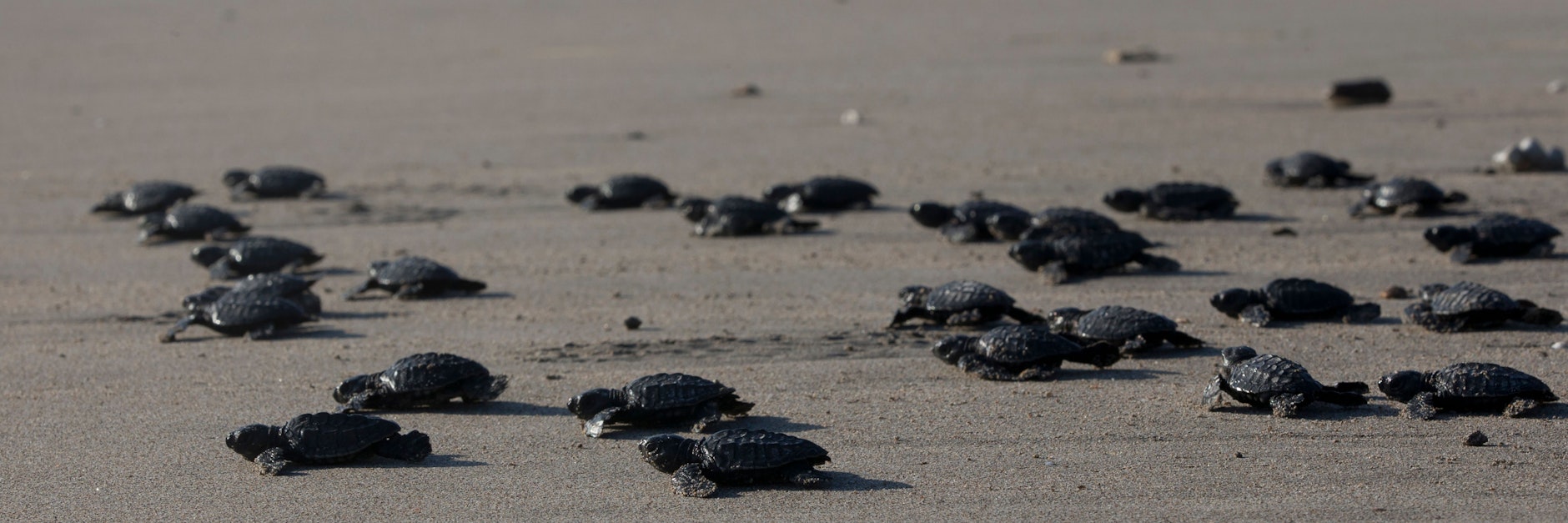Geschlüpfte Schildkröten auf ihrem Weg ins Meer. Dort werden sie sich auch von Plastik ernähren.