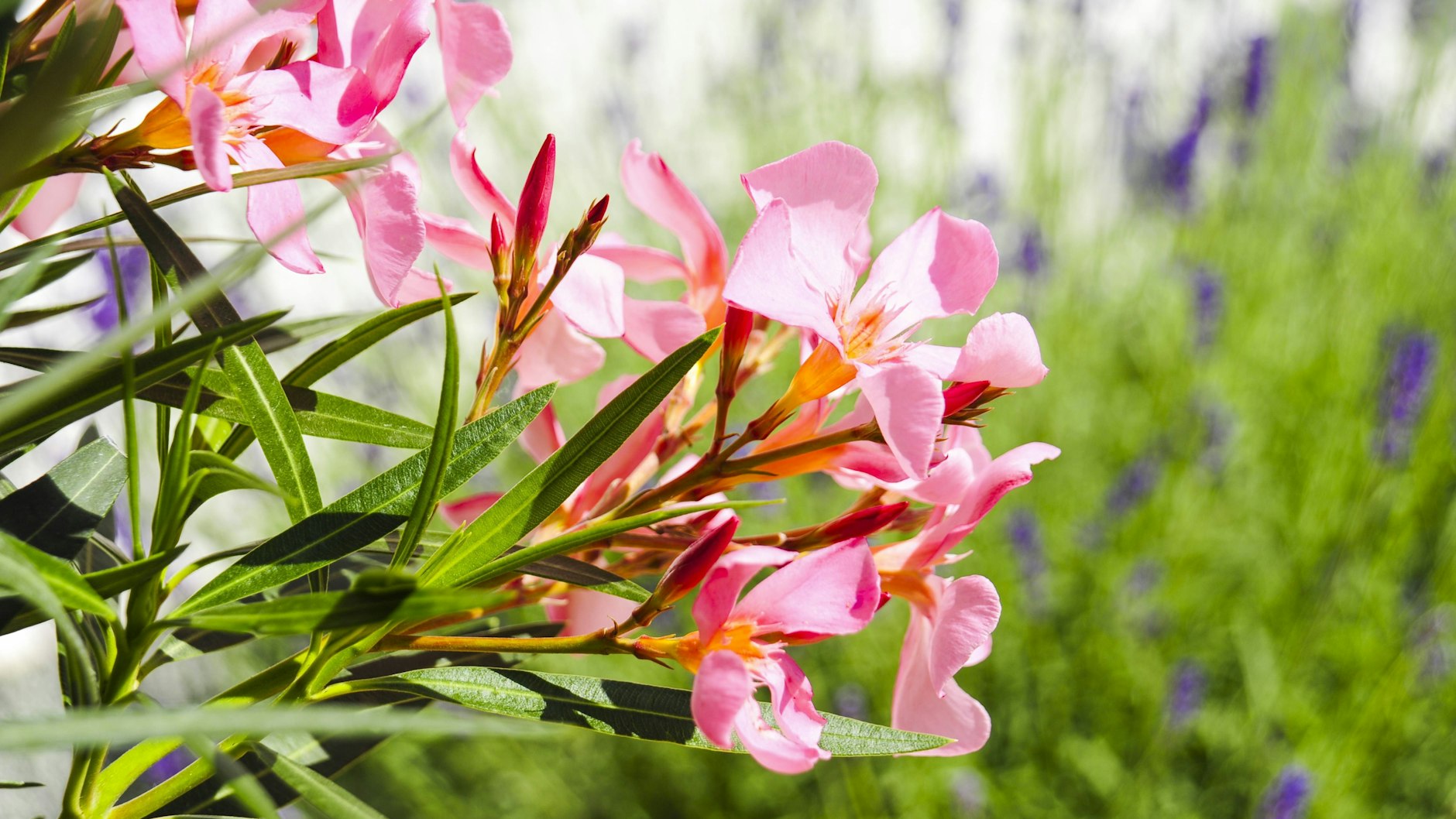 Oleanderzweige auf der Terrasse.&nbsp;