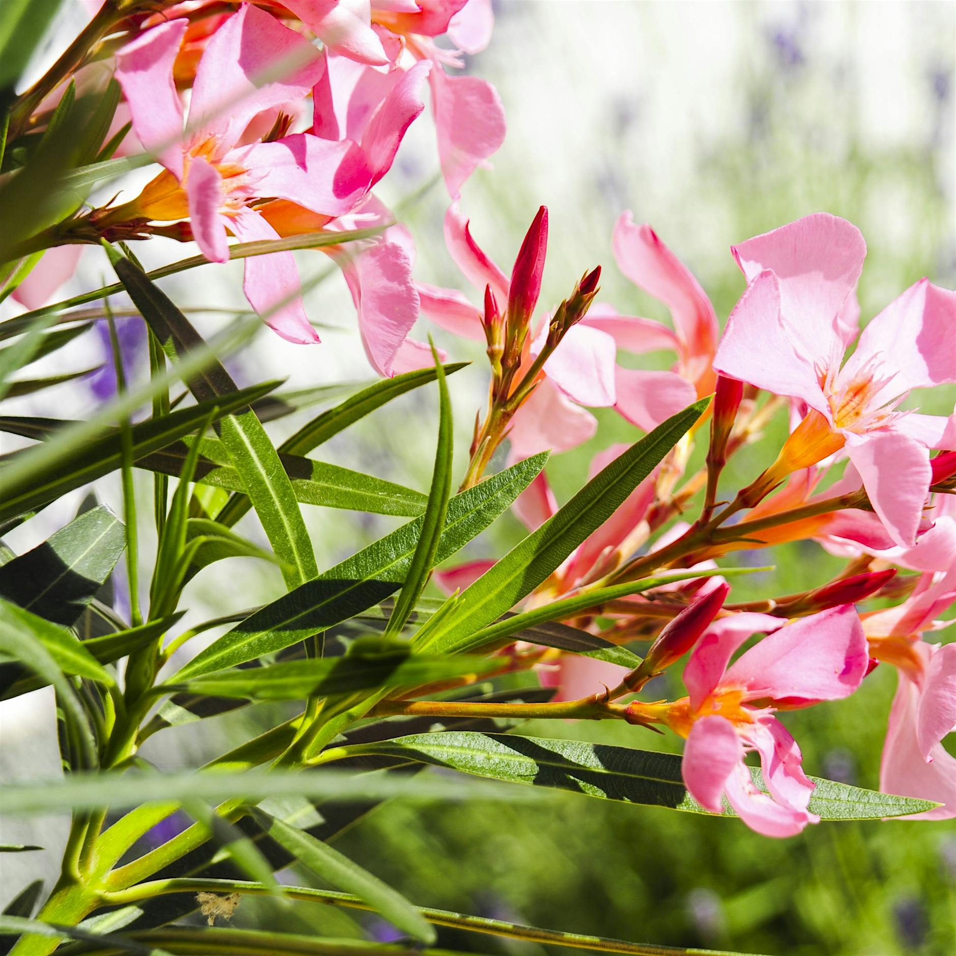 Der Berliner Sommer, der ein anderer ist