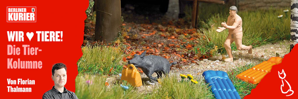 Die Klau-Sau vom Teufelssee bekommt ein Denkmal! DARUM ist die Geschichte von Wildschwein Elsa eigentlich nicht witzig