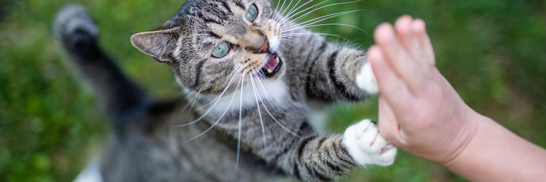 Kater „Yoshi“ spielt in einem Garten mit seiner Besitzerin.