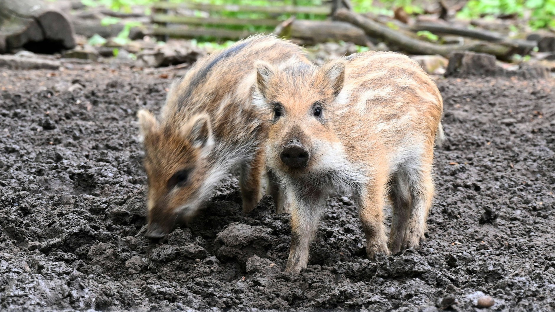 Putzig, aber nicht ungefährlich: Ihre Frischlinge verteidigen Wildschweine bis aufs Blut.