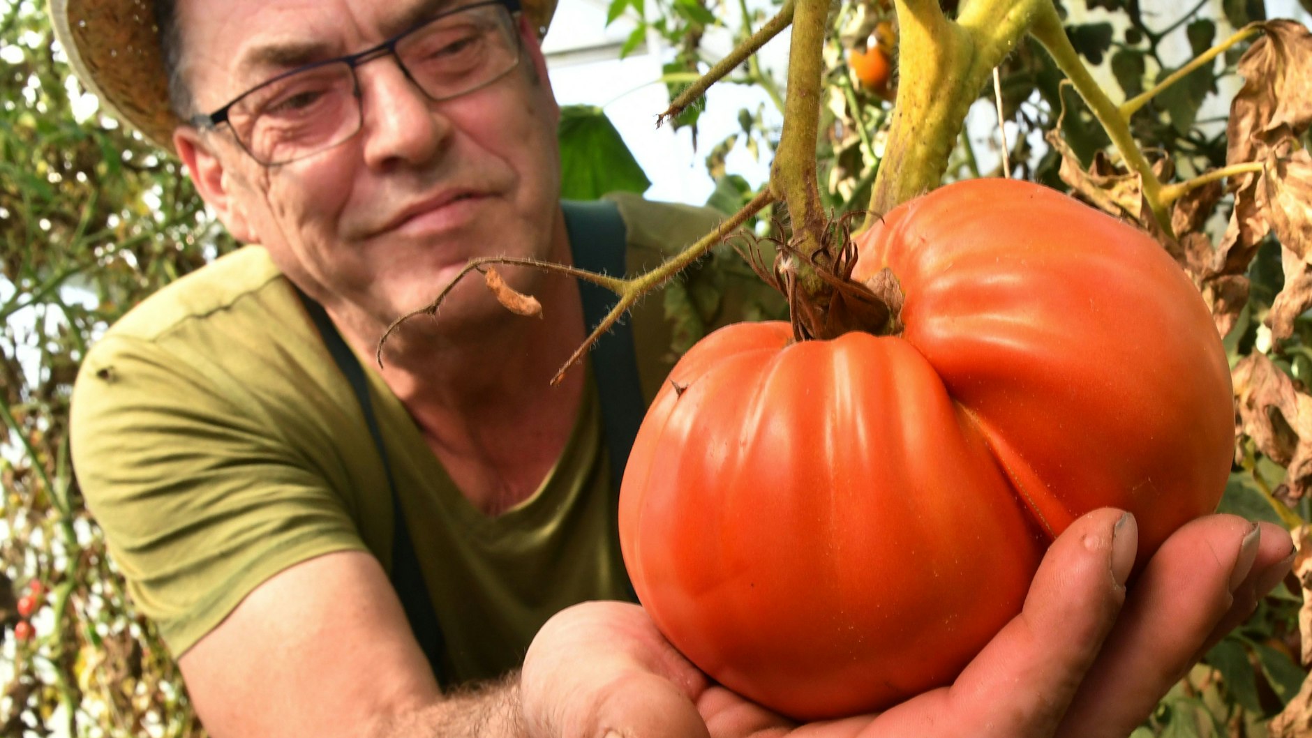Bernd Wolff und seine dickste Tomate. Wenn bis September alles gut geht, wiegt sie bis zu 1,2 Kilo.<br>