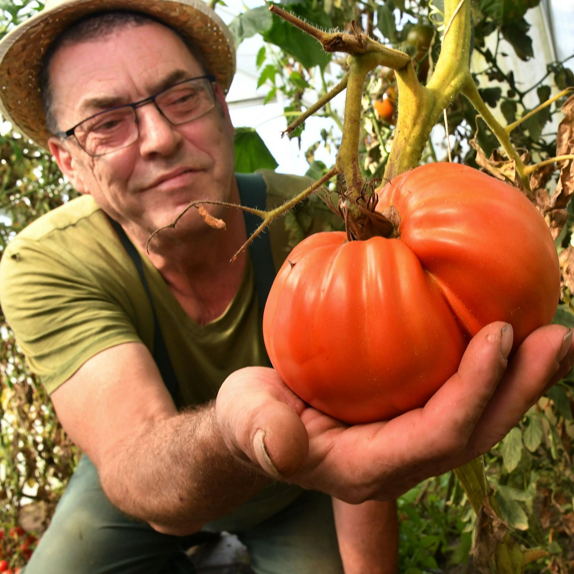 Der Polizist mit der Killer-Tomate: ER züchtet XXL-Gemüse - und verrät im KURIER seine Garten-Tricks!