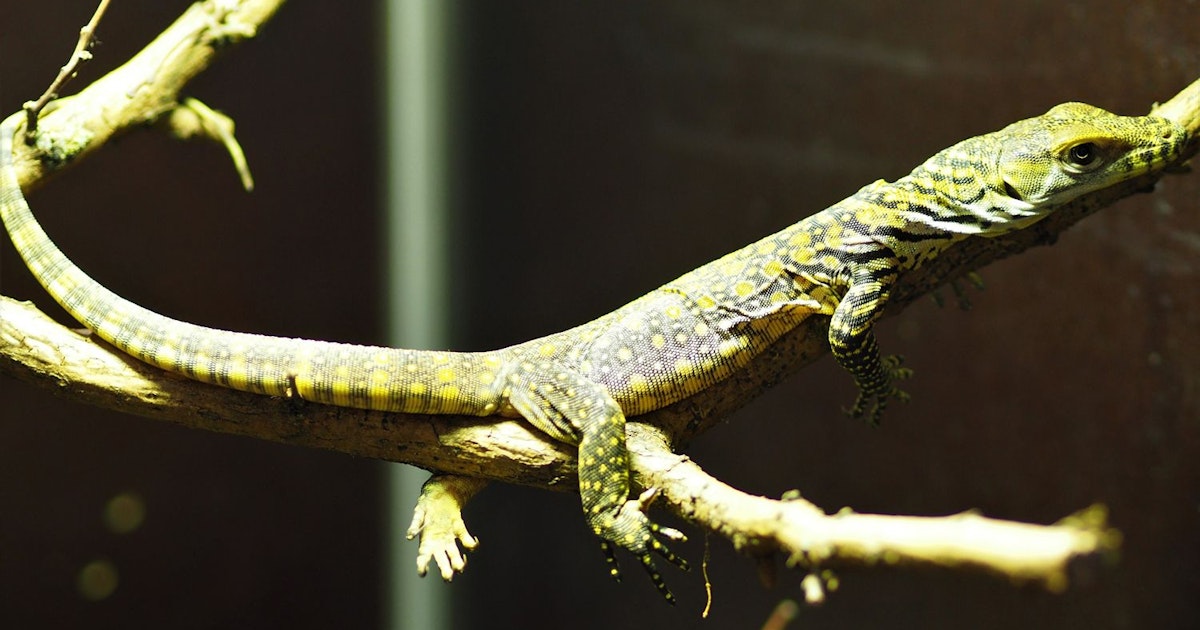 Bahkan kadal terbesar di dunia dimulai dari yang kecil Bahkan kadal terbesar di dunia dimulai dari yang kecil