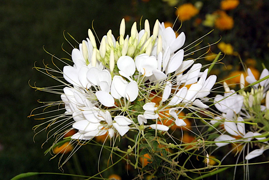 Lohnt sich: Wer die Spinnenblume jetzt pflanzt, kann sich bis zum Frost an ihren Blüten freuen.