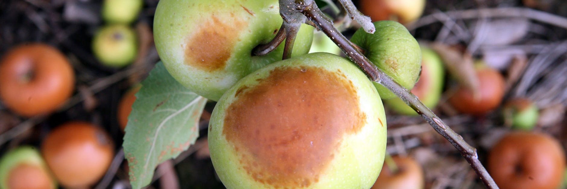 Braune Flecken am Apfel können ein Sonnenbrand sein!