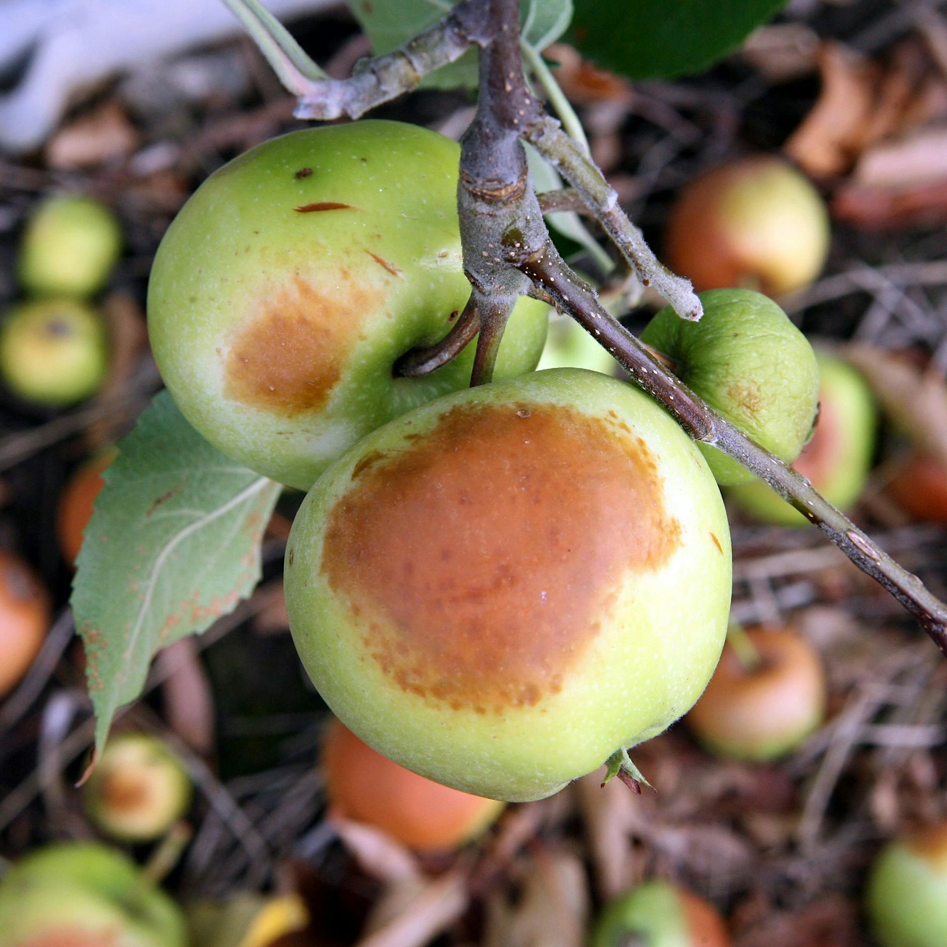 Seltsame Flecken auf Blättern und Früchten: DAS steckt dahinter und DAS können Sie dagegen tun!
