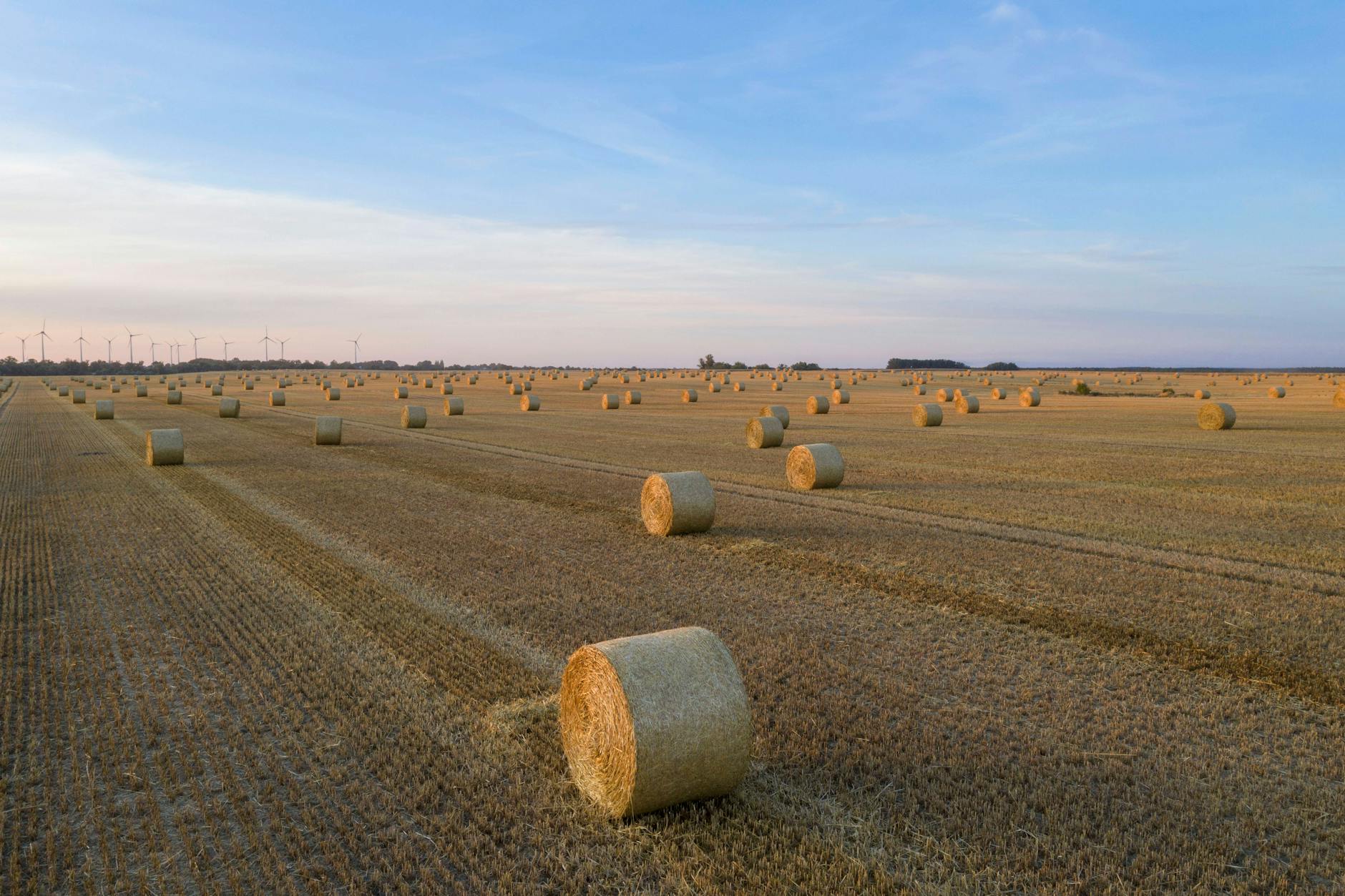 Erntezeit in der Uckermark, dem Haupt-Schauplatz des Romans.