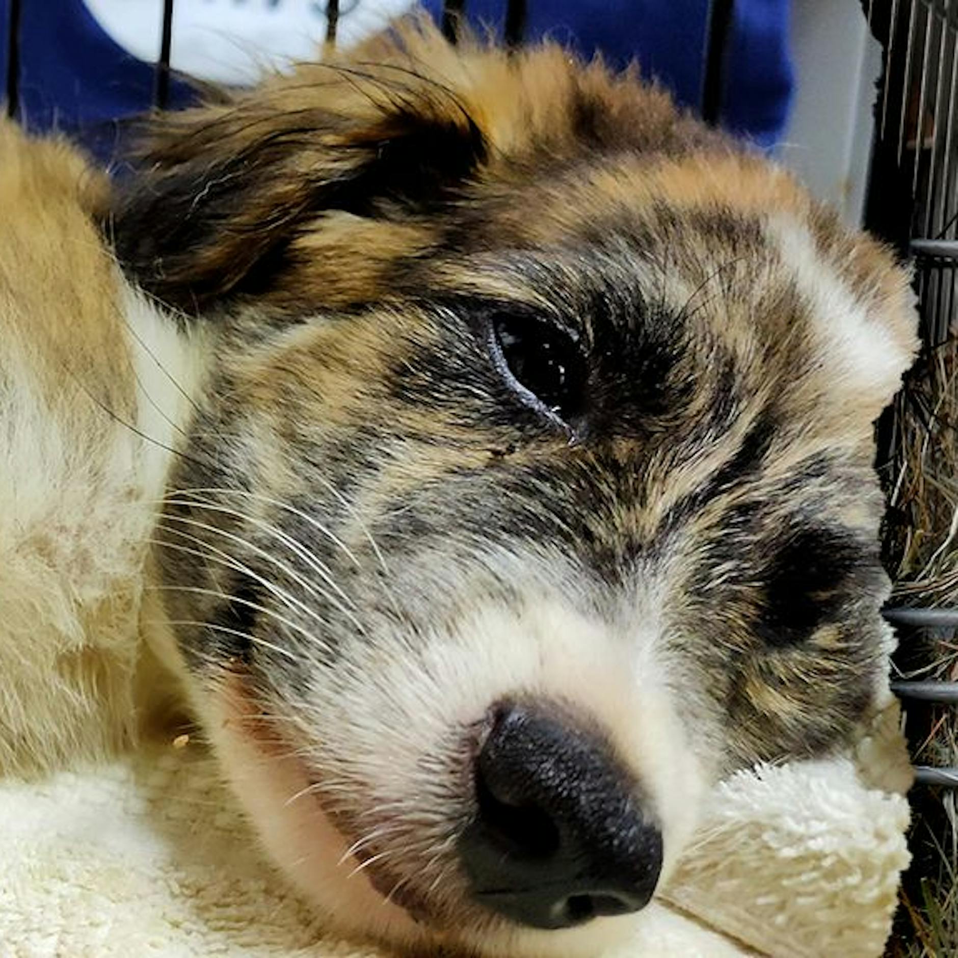 Achtung, tödliche Hunde-Seuche! Tierschützer warnen vor der Ausbreitung – DAS ist der Grund, dass es immer mehr Fälle gibt