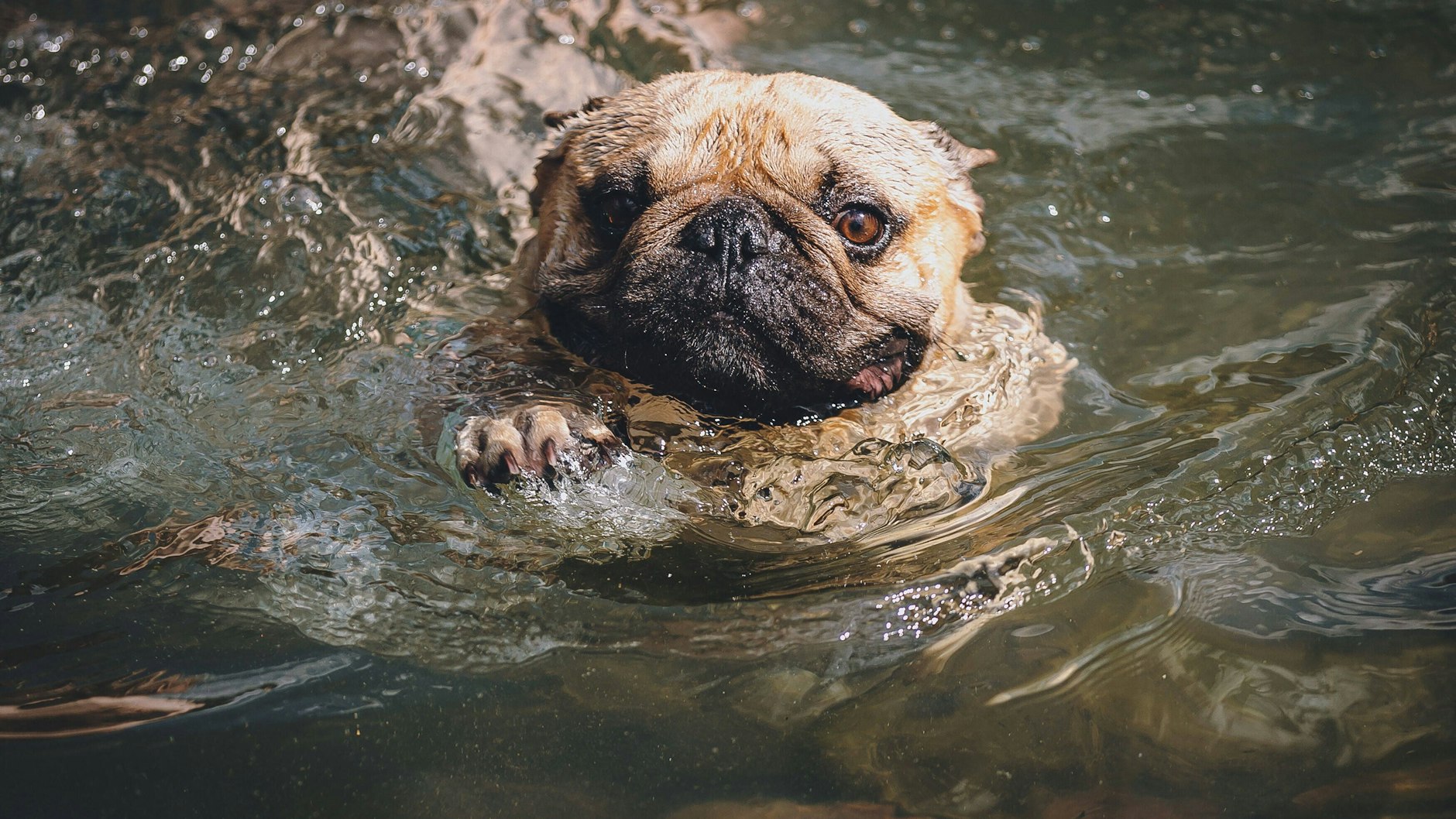 Auch Hunde brauchen im Sommer etwas Abkühlung.