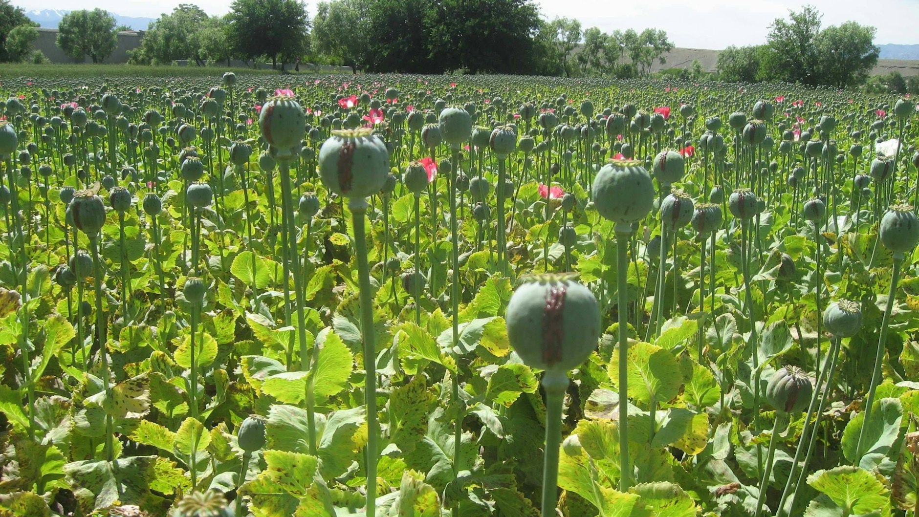 Ein Mohnfeld im Osten Afghanistan: Mit dem daraus gewonnenen Opium machen die Taliban Geld.
