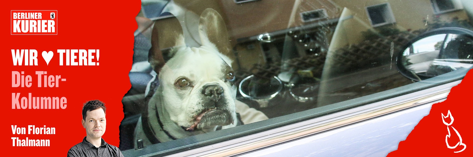 Immer wieder lassen Hundebesitzer ihre Tiere im Sommer im Auto – und das kann für den Vierbeiner schnell zur Todes-Falle werden.