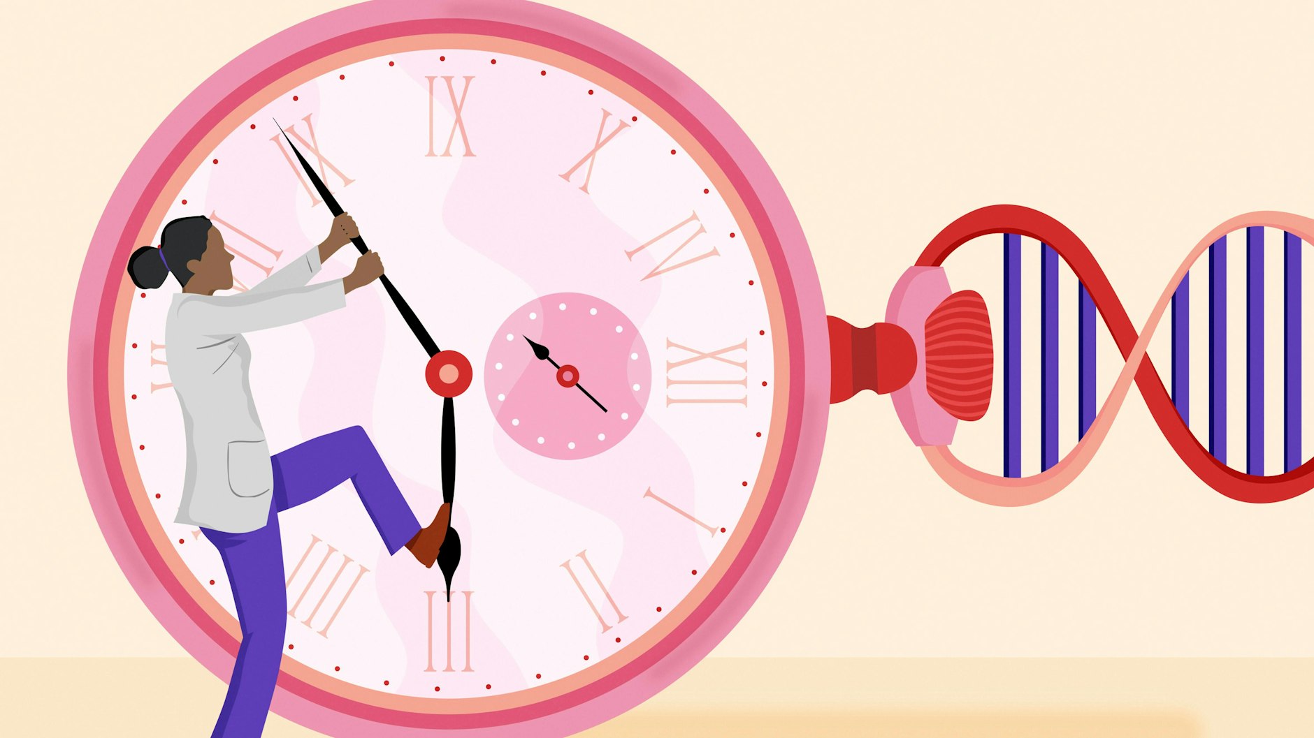 Die Alterserscheinungen des menschlichen Körpers sind vielfältig: Das körpereigene Immunsystem wird schlechter, es kommt zu Infektionen und Zellen teilen sich weniger häufig.