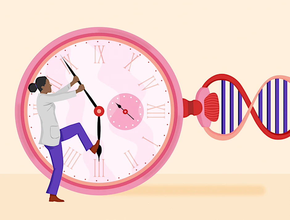 Die Alterserscheinungen des menschlichen Körpers sind vielfältig: Das körpereigene Immunsystem wird schlechter, es kommt zu Infektionen und Zellen teilen sich weniger häufig.