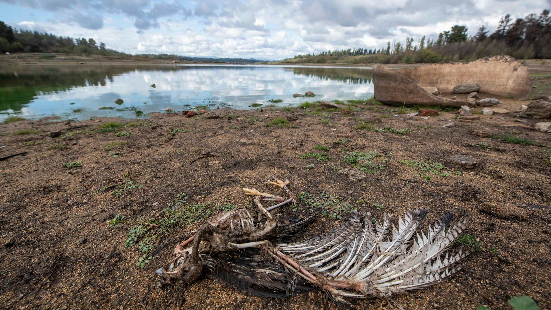 Am Ufer des Penuelas-Sees in Chile liegt nach einer Dürre ein toter Vogel.