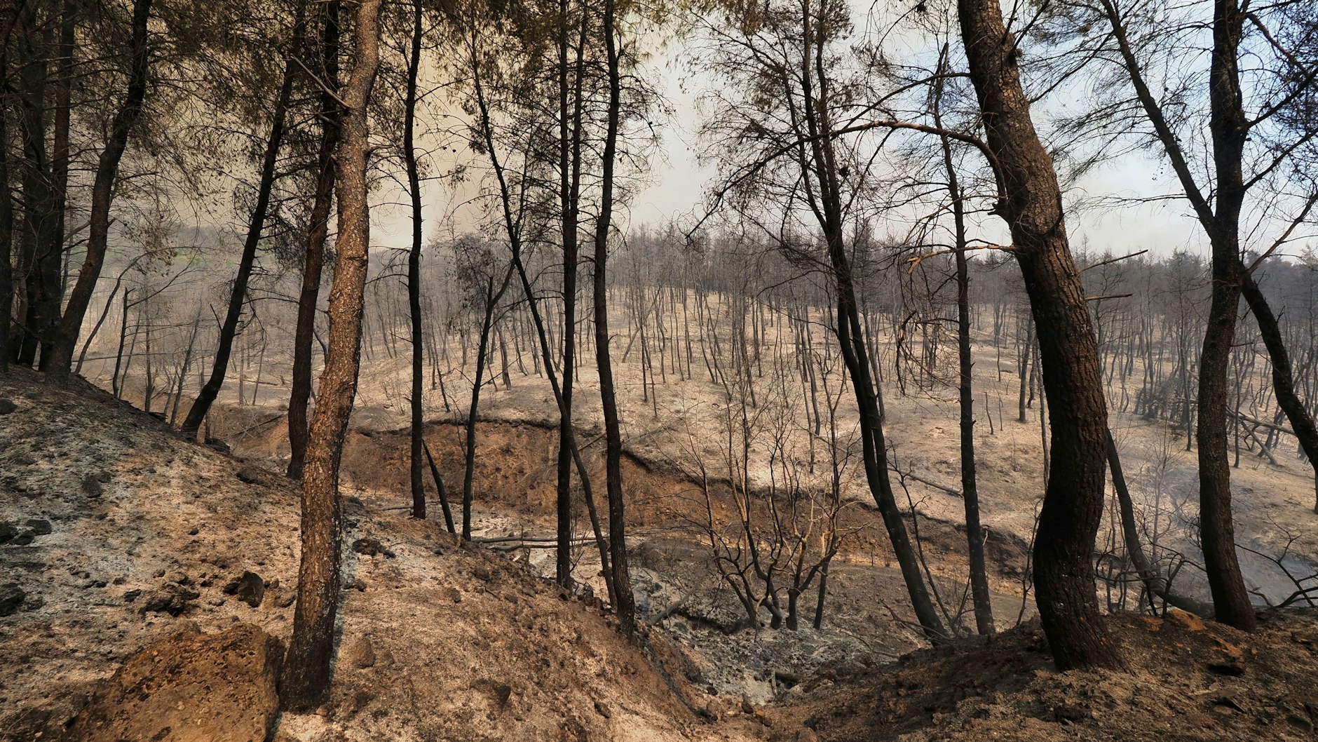 Ein verbrannter Wald auf der griechischen Insel Euböa, nördlich von Athen. Extreme Hitze und Waldbrände zeigen nur einen Ausschnitt der Klimakrise, dem sich der Weltklimarat (IPCC) stellen will.&nbsp;