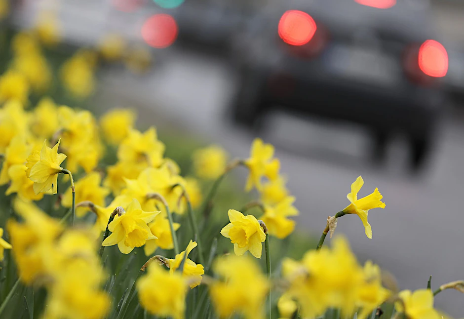 Blumen am Straßenrand