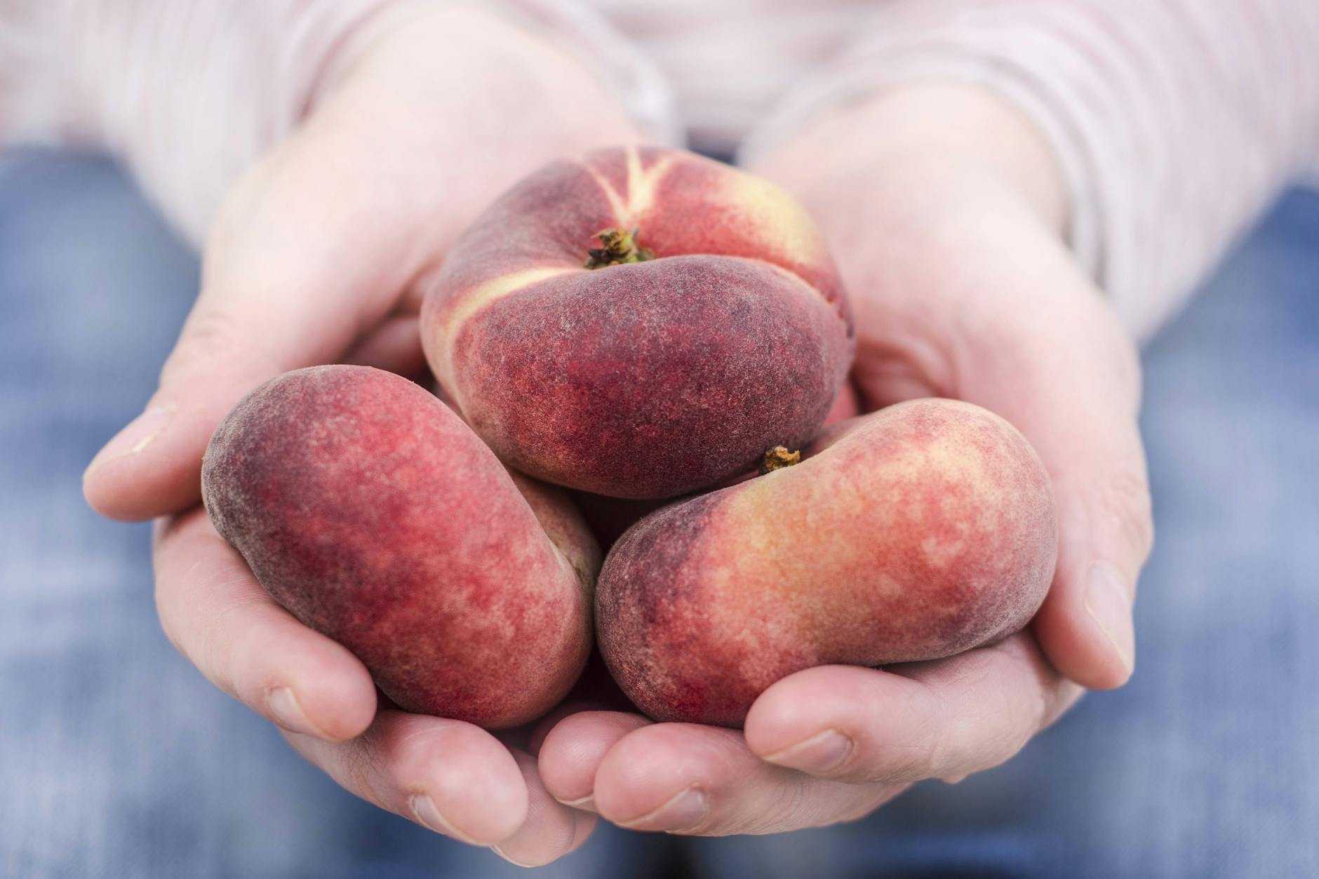 Plattpfirsiche – aus Griechenland nicht mehr unbeschwert zu genießen