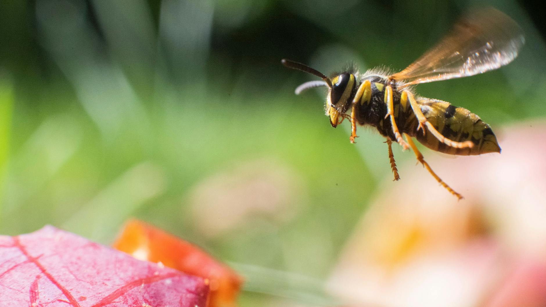 Wespe im Anflug: Auch wenn sie häufig als störend empfunden wird, ist sie wichtig im Ökosystem. 