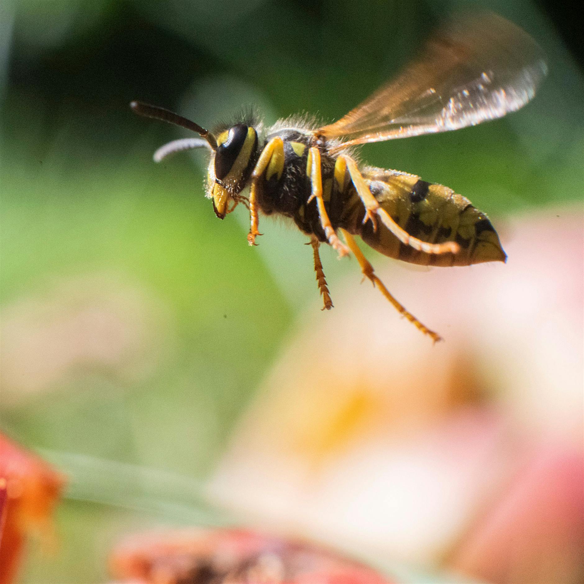 Wespen in Berlin: Wann kommen sie denn?