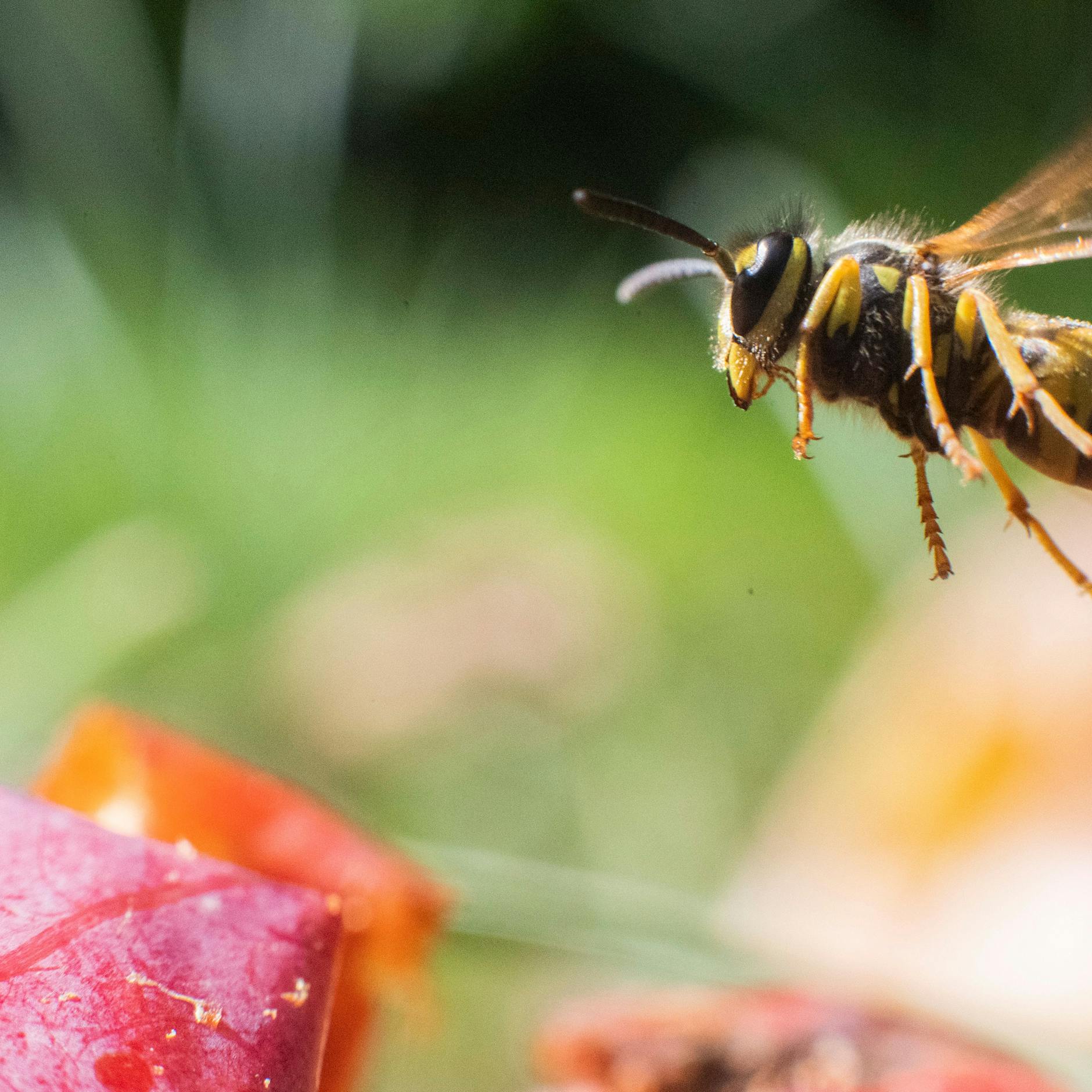 Achtung Wespen! DARUM nerven die Tiere im August besonders – und DIESE Tricks helfen wirklich