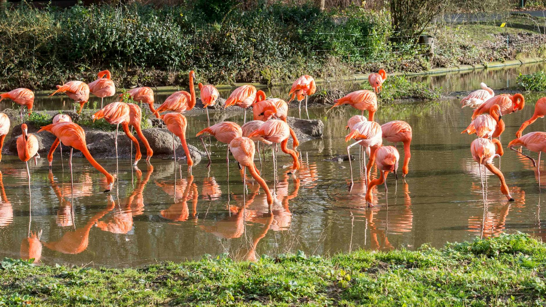 The flamingoes need your tax money.