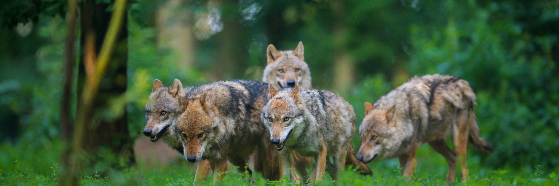 Ein Wolfsrudel nimmt Witterung auf.