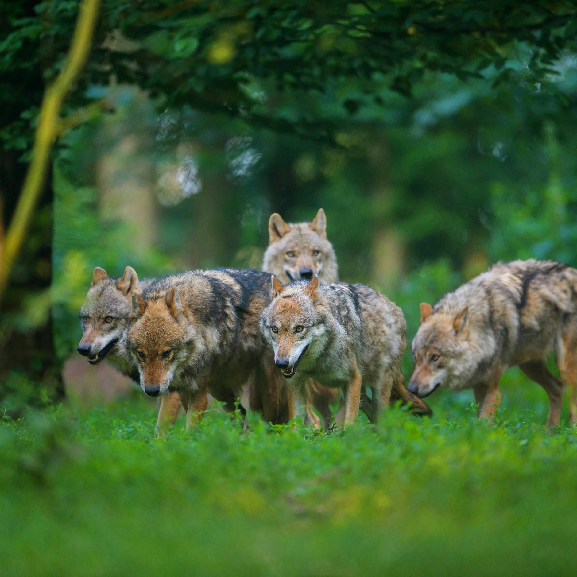 Ministerin: Wölfe zum Abschuss freigeben!