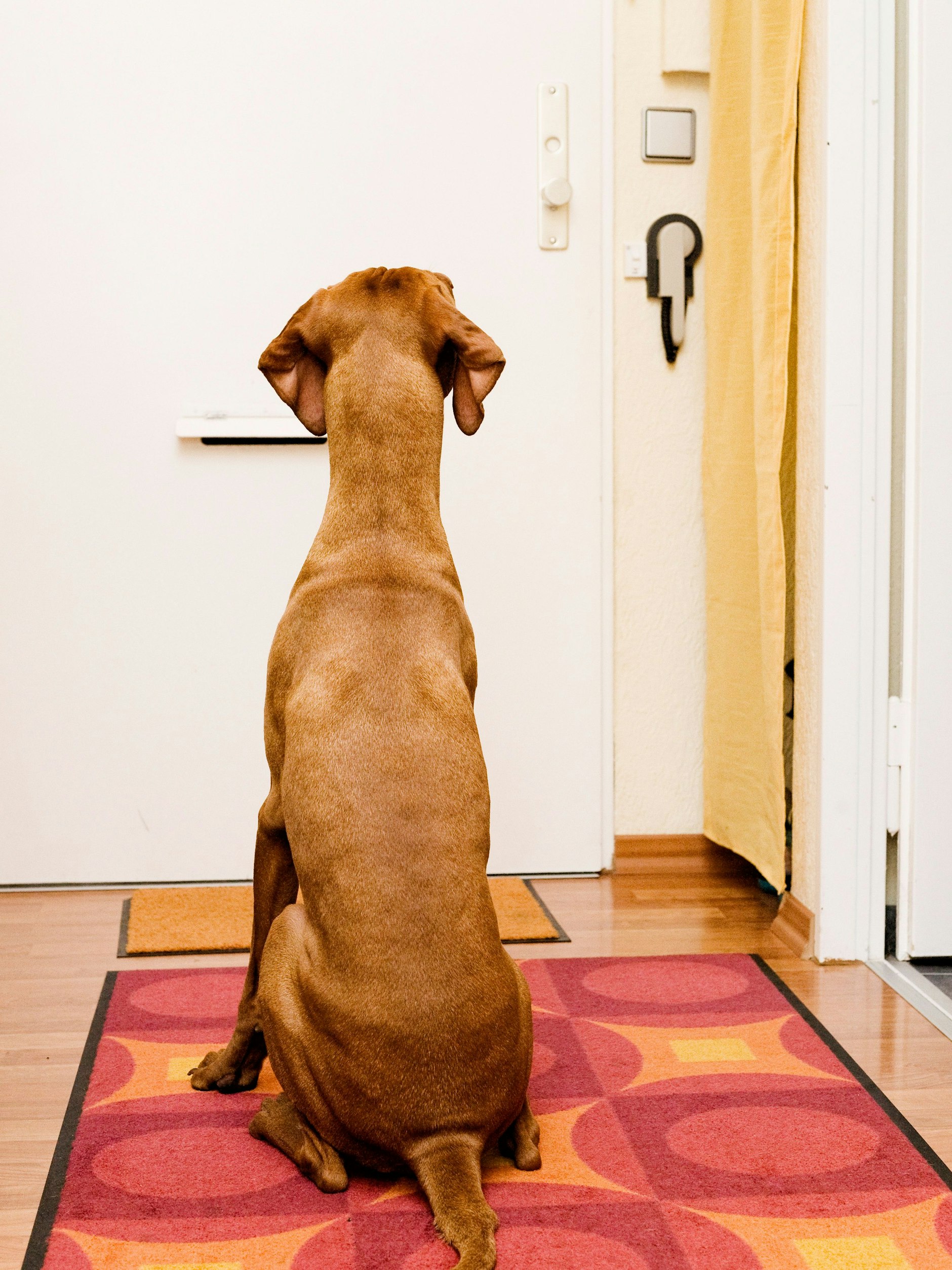 Ein ganzer Arbeitstag allein zu Haus? Das ist in der Regel zu lang für einen Hund, vor allem was Blase und Psyche betrifft. 