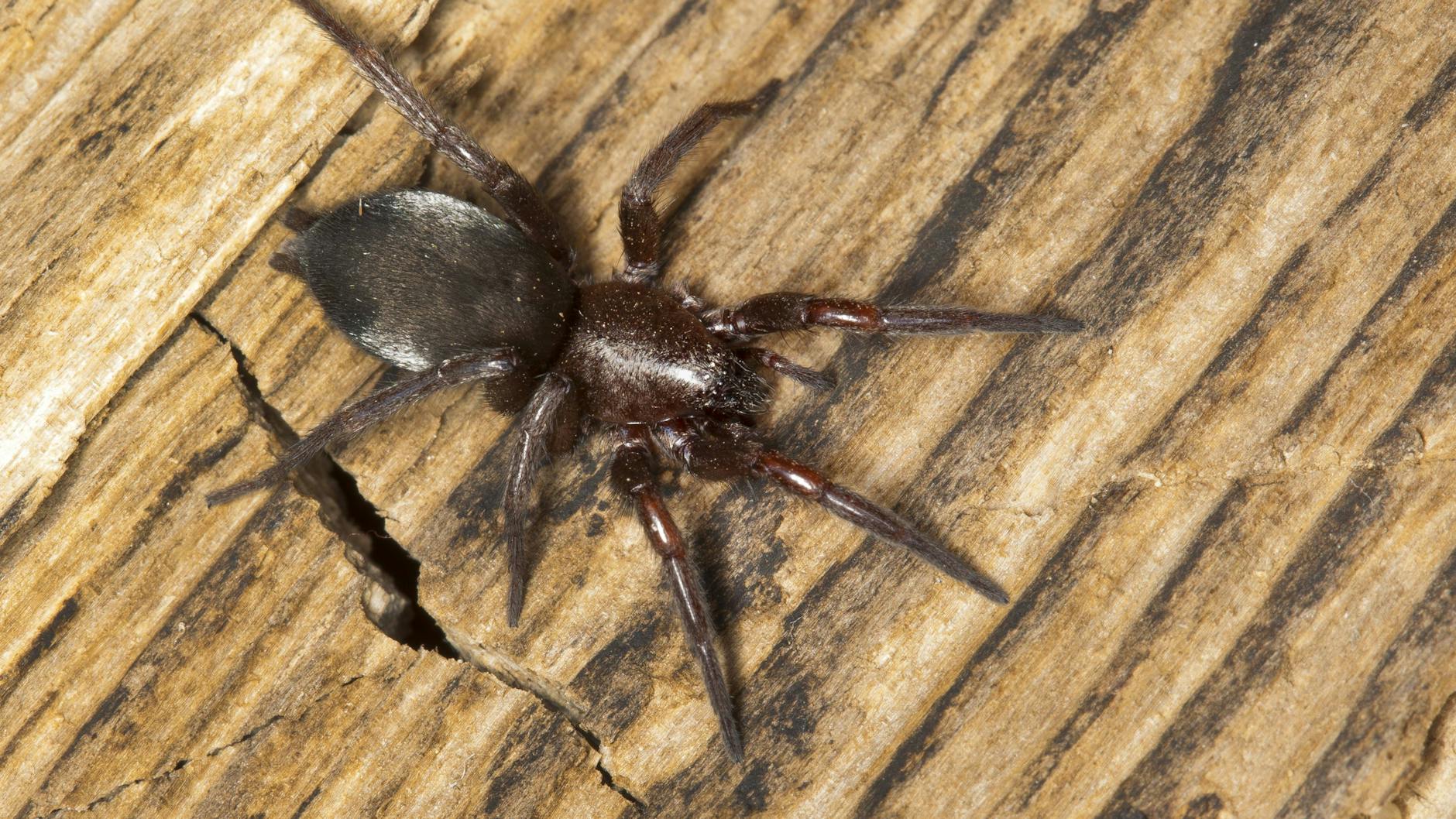 Hat wohl jeder schonmal gesehen: Die Mausspinne ist auch in Berliner Wohnungen weit verbreitet.